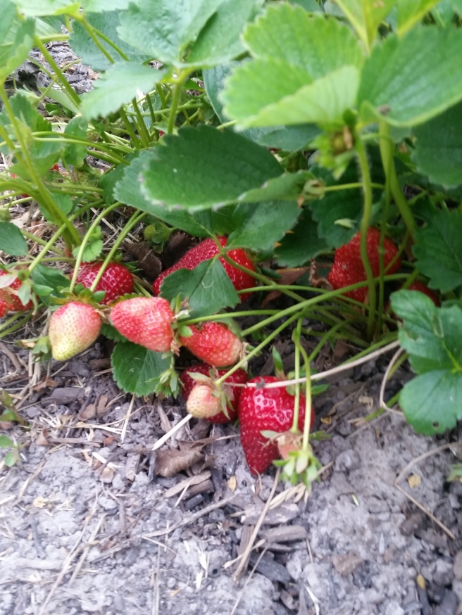 summer strawberries in May! Cracked earth nearby is called reactive soil. It is a great place for slugs and bugs to hide out! 